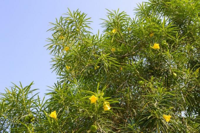 pohon oleander kuning