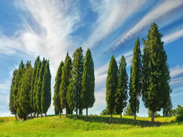 pohon cemara Italia