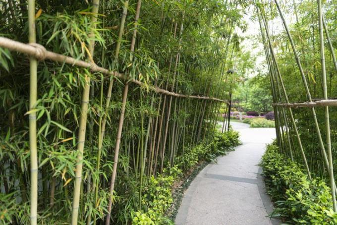 layar bambu