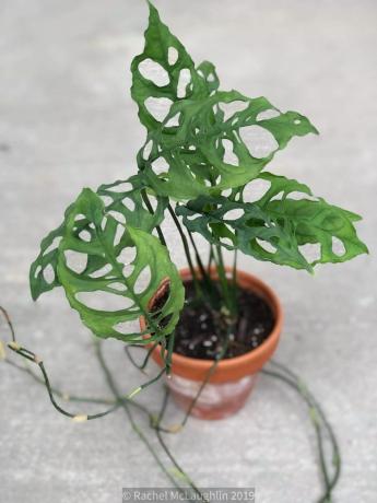 Monstera Olbiqua (bentuk Peru)